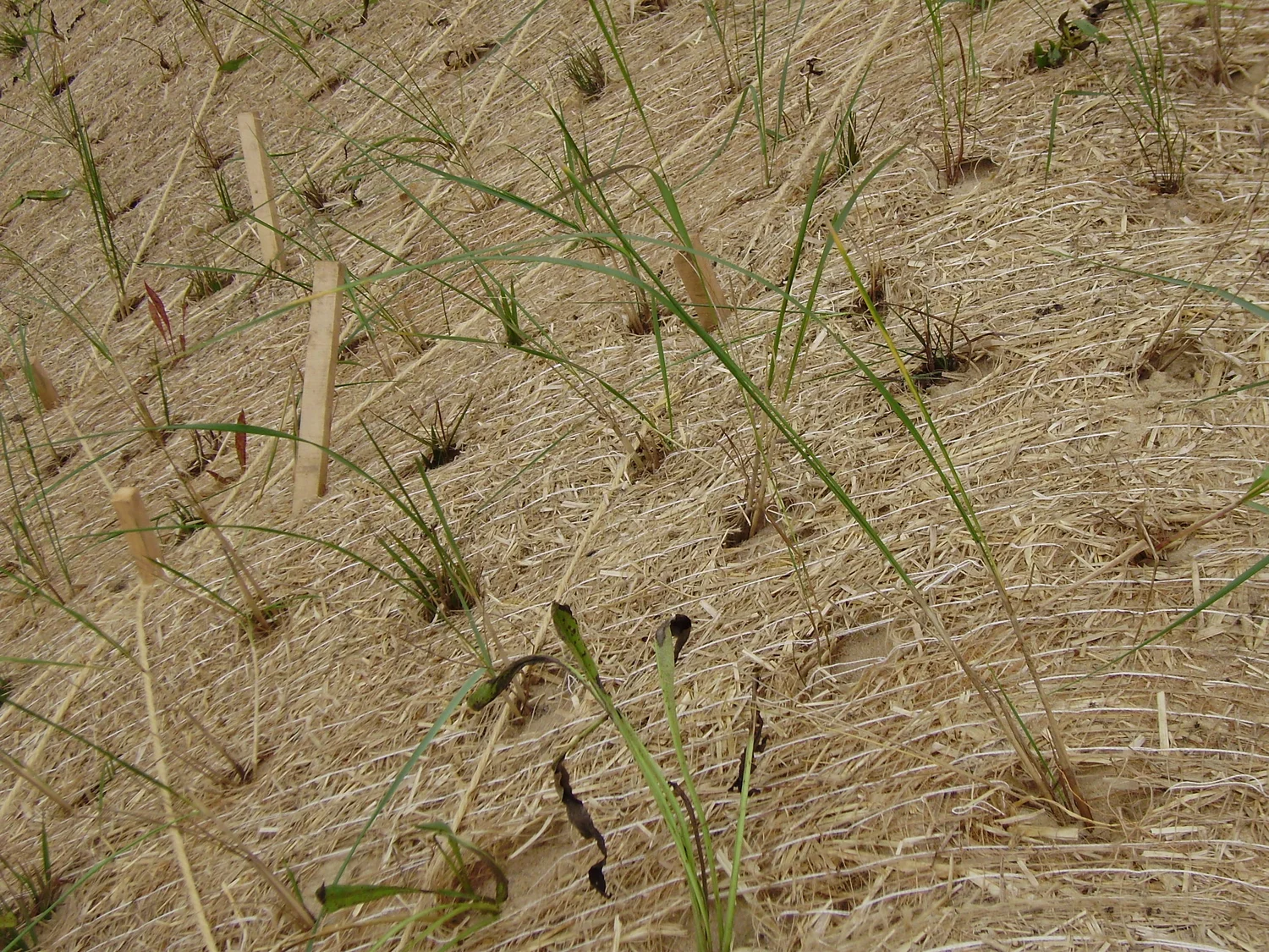 3: Plant